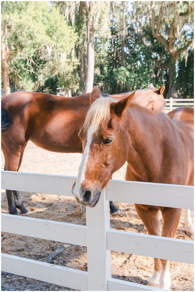 Horses at a wedding venue in Savannah