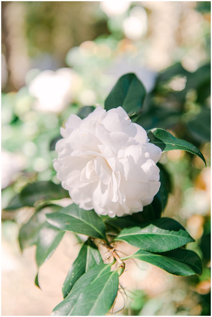 Detail shot of a camilla bush on a wedding day in Savannah